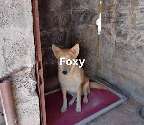 Foxy