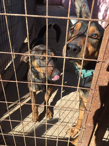 Aston and Kutcher