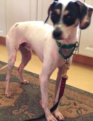 Chase, an Italian Greyhound mix