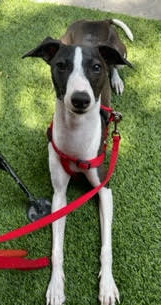 Italian Greyhound puppy for adoption