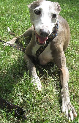 Two male Italian Greyhounds need a home
