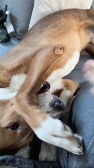Basenji mix being silly