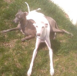 Bella and Blazer need a home together