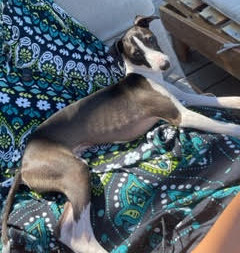 Italian Greyhound puppy
