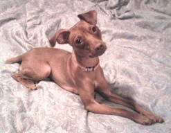An Italian Greyhound / Min Pin for adoption in MA