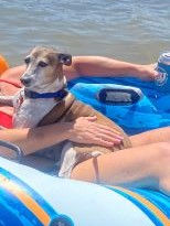 Italian Greyhound for adoption