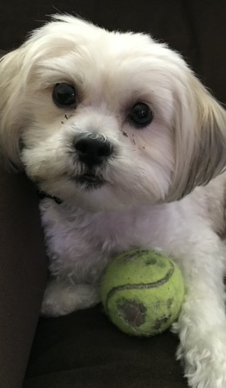 Shih Tzu Adoption