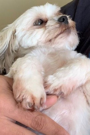 Shih Tzu available for adoption