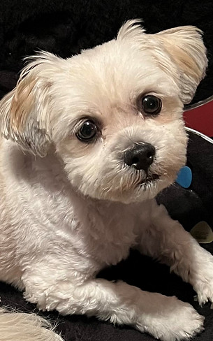Shih Tzu for adoption