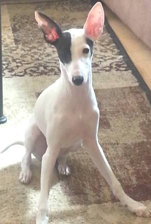 A six-month old puppy in NY needs adopter