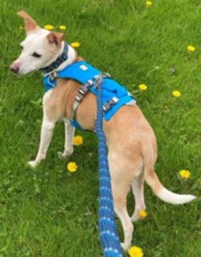 Italian Greyhound mix in rescue was adopted!