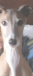 A ten-year old Italian Greyhound in NY needs an adopter