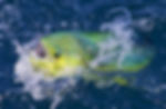 Mahi mahi