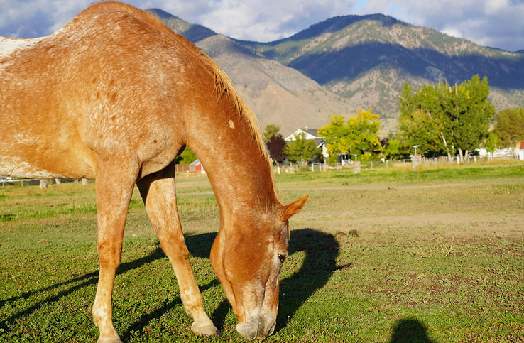 Horse at Starr Horse Retreats