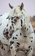 Pisces Archetype Horse at Starr Horse Retreats