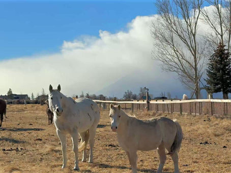 When You Enter a Horse’s Field, Your Nervous System Remembers