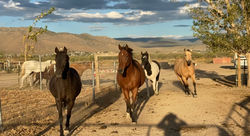 Starr Horse Retreats