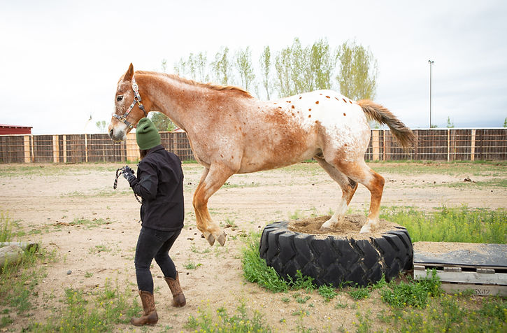 Starr Horse Retreats Obstacle Course