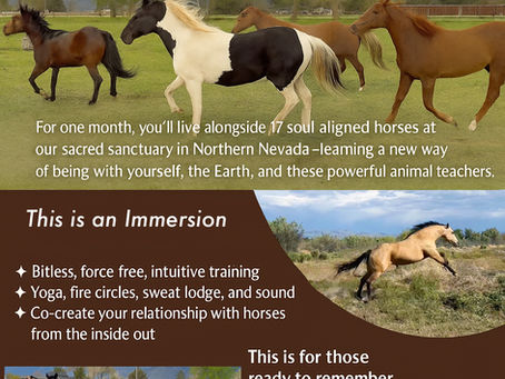 Live with a Herd of Horses for a Month