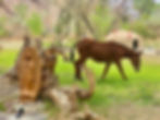 Starr Horse Retreats at Rancho Rico