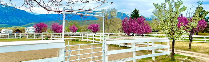 Front Arena at Starr Horse Retreats