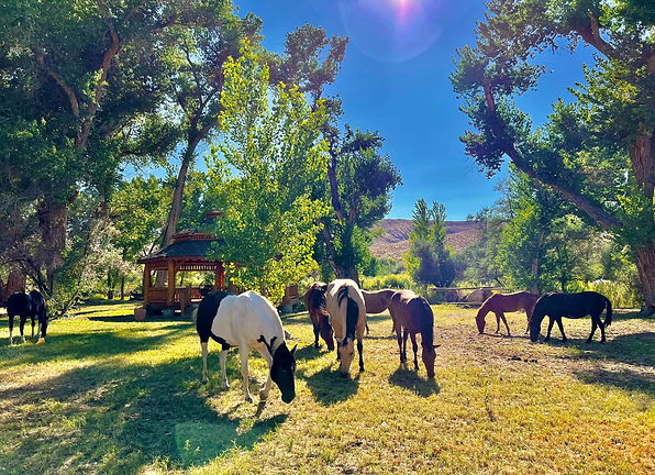 Herd of Horses at Starr Horse Retreats