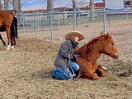 Baby Horse Is Too Tired For School