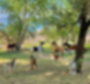 Starr Horse Retreats at Rancho Rico