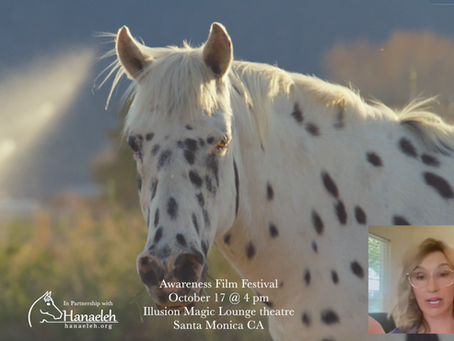 Medicine of the Herd | Hanaeleh Horse Rescue Partnership | California Premiere