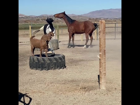 Teenage Horse Trouble Maker
