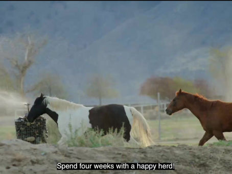 Happy Horses, Happy Humans