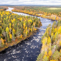 foresta in lapponia con i colori dell'autunno durante la ruska il foliage finlandese