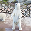 orso-polare-al-parco-di-ranua-in-lapponia-cosa-fare-in-estate.png