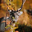 avvistamento-renne-in-lapponia-viaggi-organizzati-foliage-autunnale-ruska-in-finlandia.jpg