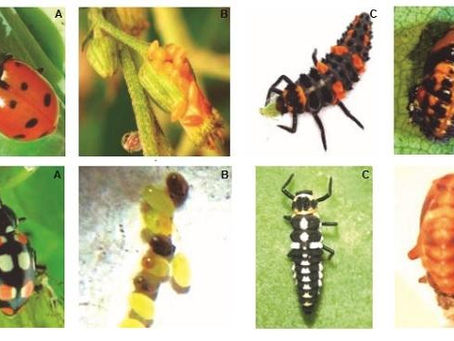Embrapa publica guia para identificação de inimigos naturais em cultivos de hortaliças