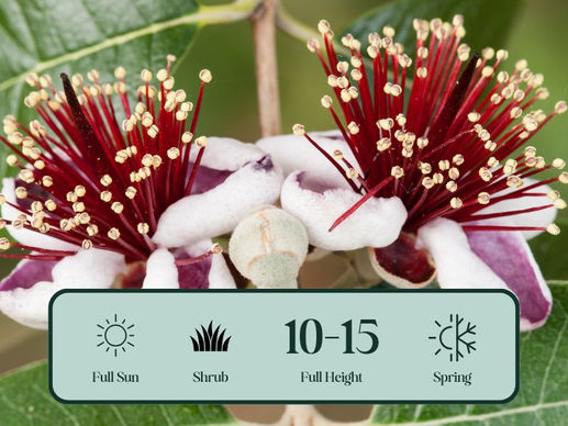 Pineapple Guava: A Tropical Treat for Your Garden