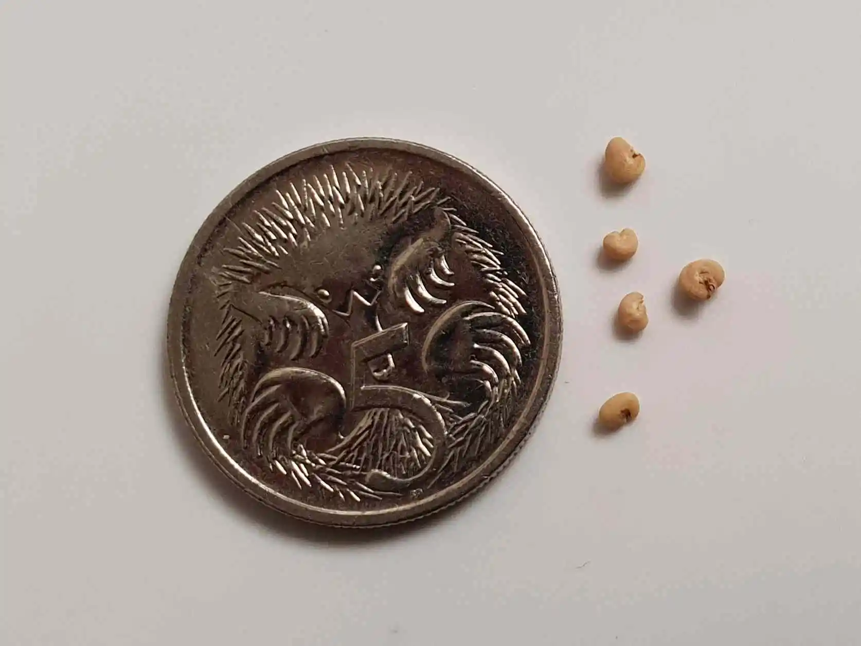 Pineapple Guava seed