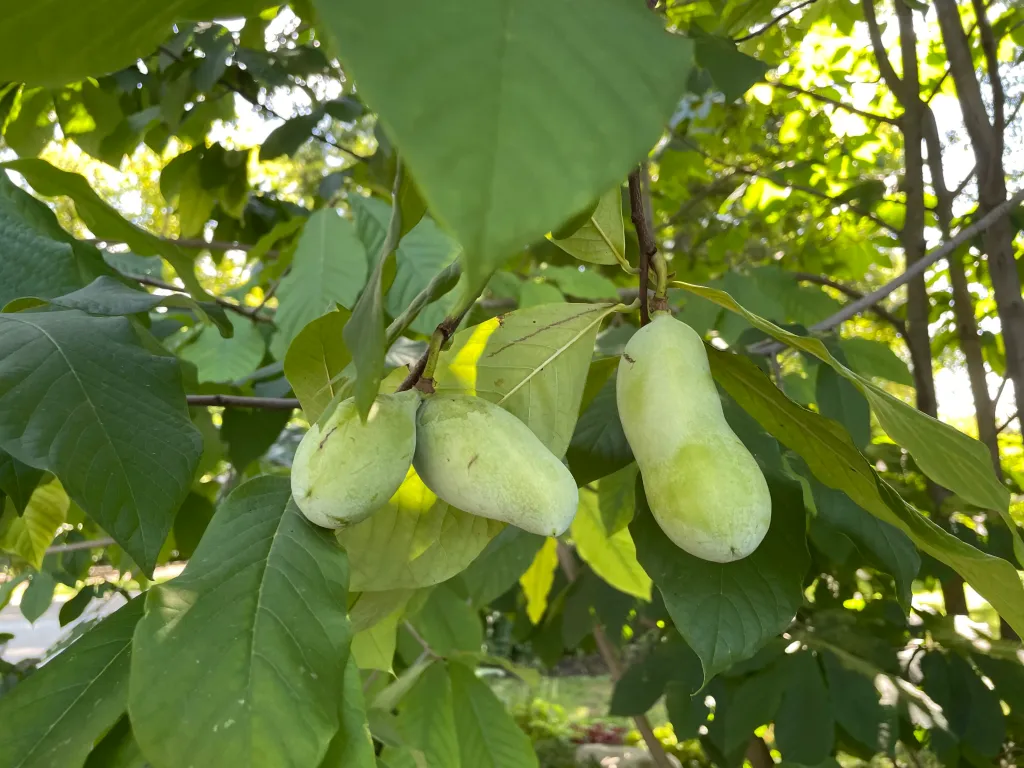 Pawpaw fruit