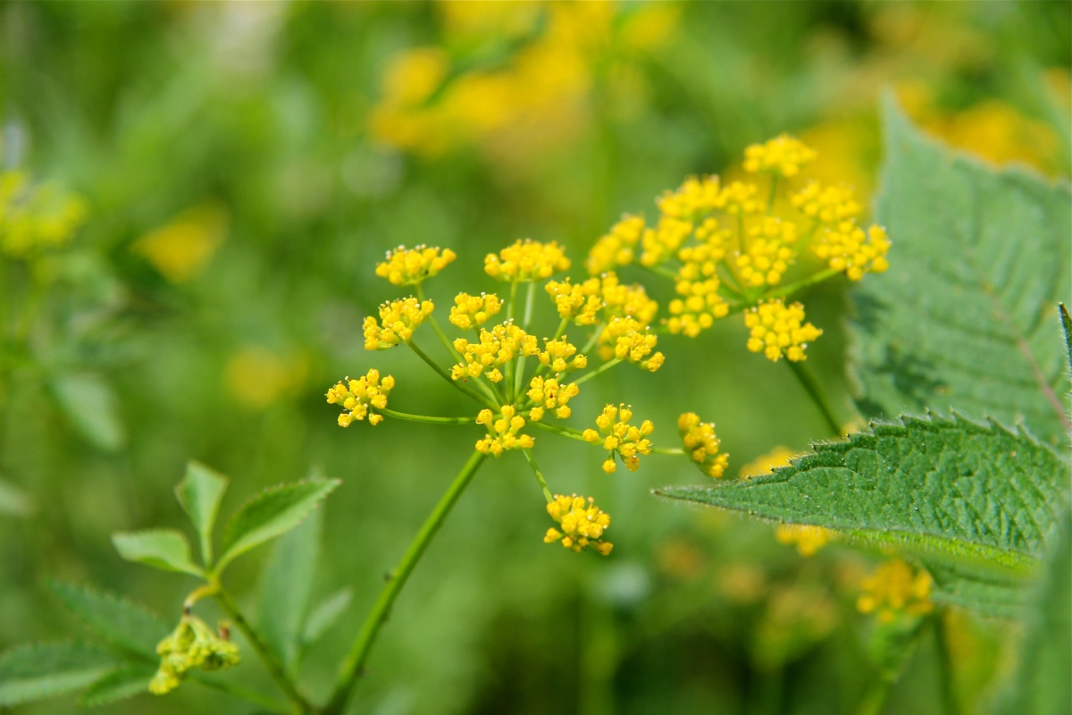 Meadow parsnip flower