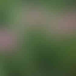 Swamp Milkweed full plant