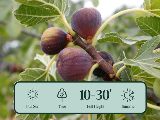 Fig: A Sweet and Ancient Fruit Tree for Any Garden