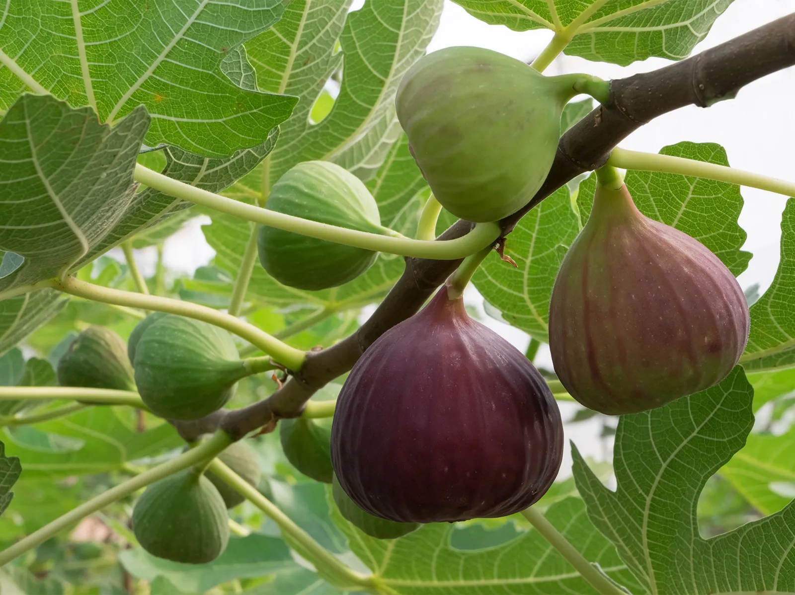Fig fruit