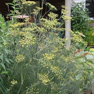 Bronze Fennel flowering