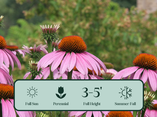 Purple Coneflower: A Beautiful and Hardy Garden Favorite