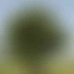 Red Mulberry whole plant