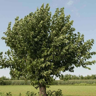 Red Mulberry whole plant