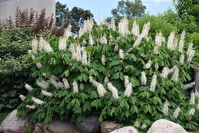 Bottlebrush Buckeye full plant