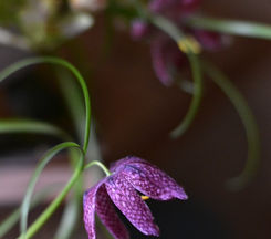 Snakes head Fritillaria 