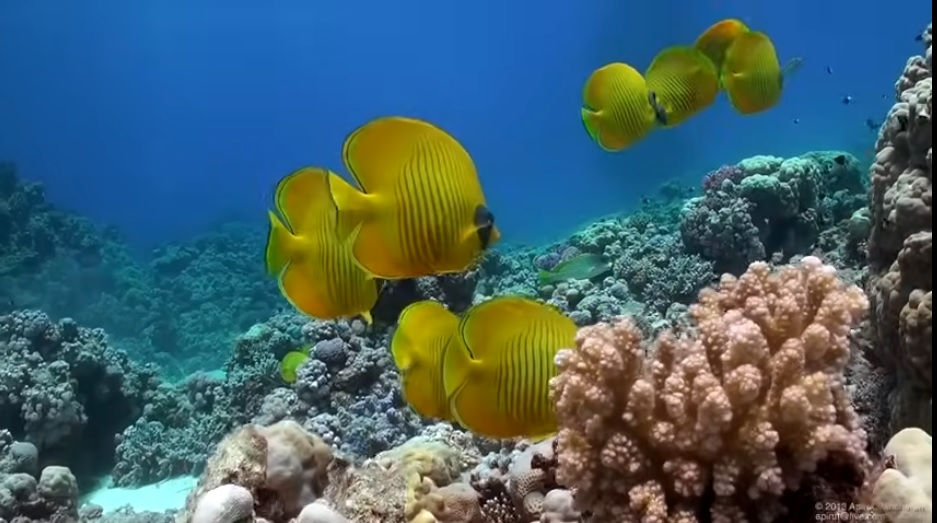 Saudi Arabia's "Flying Fish" technology will help scan Red Sea coral reefs, preserving marine life with a potential impact of 15 billion riyals.