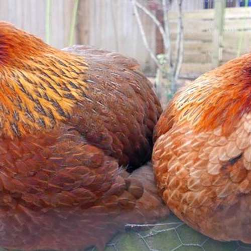 Whats On At Ouseburn Farm